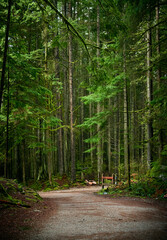 Scenic Pacific west coast rainforest, rich in moss, sword ferns, cedar trees, and Douglas fir trees. Hiking trail in beautiful coniferous forest. Vancouver, British Columbia, Canada