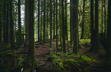 Scenic Pacific west coast rainforest, rich in moss, sword ferns, cedar trees, and Douglas fir trees. Vancouver, British Columbia, Canada