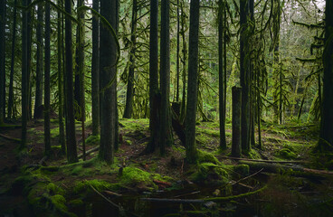 Scenic Pacific west coast rainforest, rich in moss, sword ferns, cedar trees, and Douglas fir trees. Vancouver, British Columbia, Canada