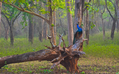 Colorful peacock in the forest