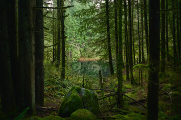 Scenic Pacific west coast rainforest, rich in moss, sword ferns, cedar trees, and Douglas fir trees. Vancouver, British Columbia, Canada
