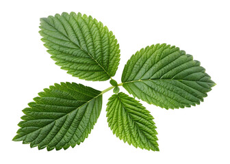 Vibrant green leaves isolated on black background