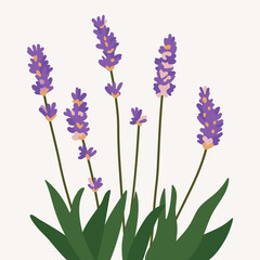 Naklejka premium Bunch lavender flowers, hand drawn art. Simple cartoon floral vector design