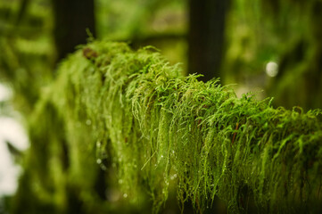 Branches in moss close-up. Scenic Pacific west coast rainforest. Nature background. Vancouver, British Columbia, Canada