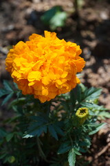 Tagetes marigold plant with vibrant bloom in garden.