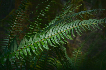 fern leaves. Beautiful green natural background. Selective focus
