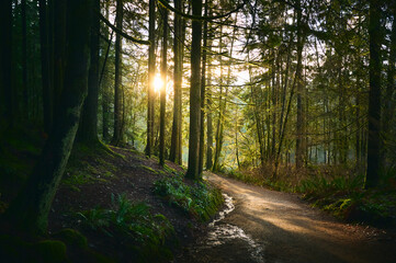 Scenic Pacific west coast rainforest, rich in moss, sword ferns, cedar trees, and Douglas fir trees. Hiking trail in beautiful coniferous forest. Vancouver, British Columbia, Canada