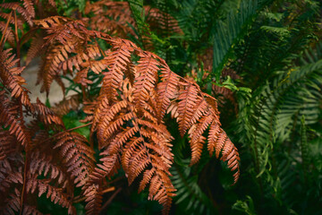 fern leaves. Beautiful green natural background. Selective focus