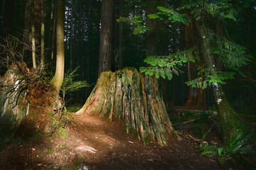 Scenic Pacific west coast rainforest, rich in moss, sword ferns, cedar trees, and Douglas fir trees. old-growth tree stump between coniferous trees. Vancouver, British Columbia, Canada
