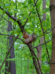 Cute squirrel sitting on a tree