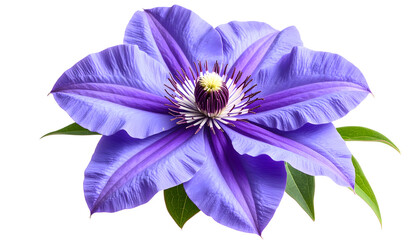 Purple clematis flower with green leaves isolated on white background