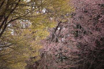 樹木の新芽の色と背後で咲く桜の花の色のコラボレーション