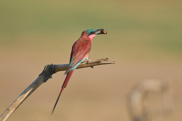 Southern Carmine Bee-eater (Merops nubicoides) perched on a branch eating insect next to the...