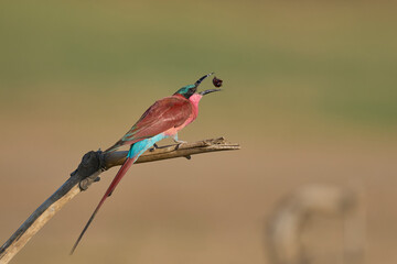 Southern Carmine Bee-eater (Merops nubicoides) perched on a branch eating insect next to the...