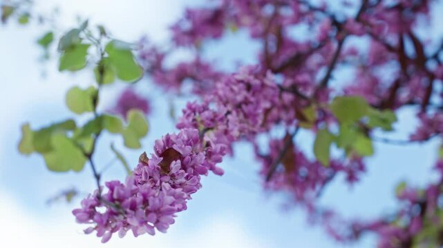Vibrant cercis siliquastrum blossoms against a clear blue sky in sunny torrevieja, spain, showcasing pink flowers and green leaves on an outdoor branch during spring.