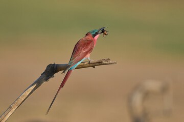Southern Carmine Bee-eater (Merops nubicoides) perched on a branch eating insect next to the Luangwa River in South Luangwa National Park, Zambia