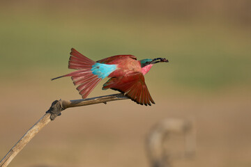 Southern Carmine Bee-eater (Merops nubicoides) perched on a branch eating insect next to the...