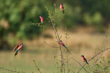 Group of Southern Carmine Bee-eater (Merops nubicoides) perched in a shrub in South Luangwa...