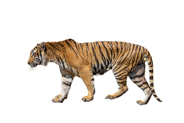  Bengal tiger Isolated on a white background, a wild striped big cat predator