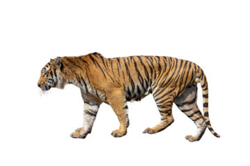  Bengal tiger Isolated on a white background, a wild striped big cat predator