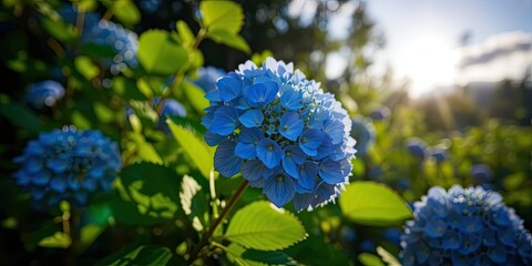 Azure Hydrangea Blooms in Sunlight, Natural Greenscape Background