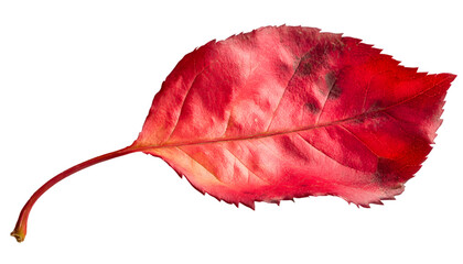 Vibrant autumn leaf (1)