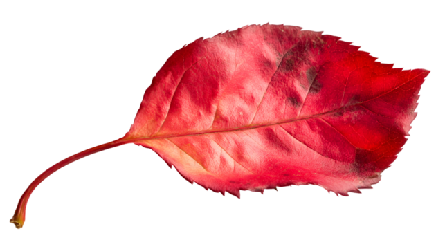 Vibrant autumn leaf (1)