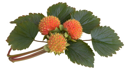 Cluster of small, orange-red strawberries with dark green leaves