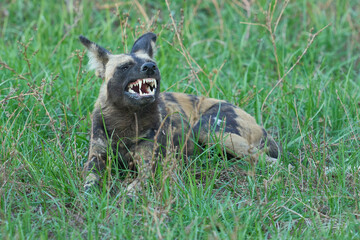 Pack of African Wild Dog (Lycaon pictus) resting under the shade of a tree during the heart of the...