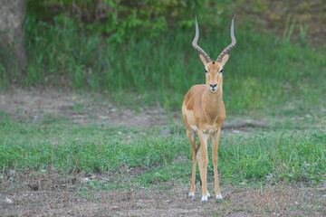 Male Puku (Kobus vardoni) in South Luangwa National Park, Zambia