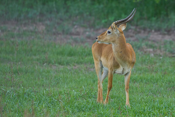 Male Puku (Kobus vardoni) in South Luangwa National Park, Zambia