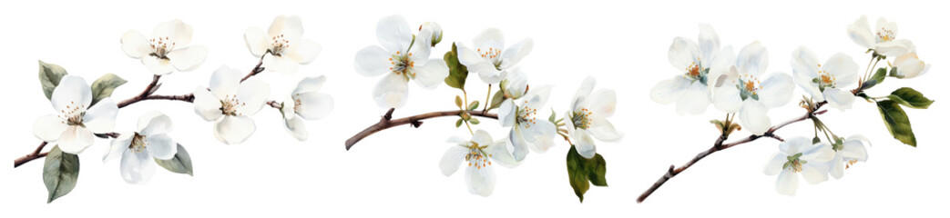 Obraz premium PNG Delicate white floral branches, element set on transparent background