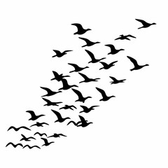 Fototapeta premium Black silhouette of a flock of birds flying freely in the sky
