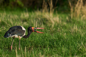 Saddle-billed Stork (Ephippiorhynchus senegalensis) feeding on fish in a shallow lagoon at the...