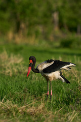 Fototapeta premium Saddle-billed Stork (Ephippiorhynchus senegalensis) feeding on fish in a shallow lagoon at the start of the rainy season in South Luangwa National Park, Zambia