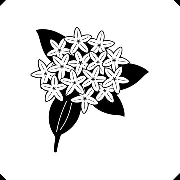 Bokul Flower vector - Three Layered Blooms with Intricate Petal Details, Slender Stems, and Serrated Leaves in Elegant Line Art.eps