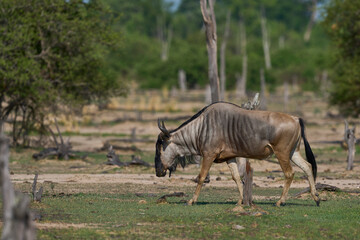 Cookson's wildebeest (Connochaetes taurinus cooksoni) in South Luangwa National Park, Zambia
