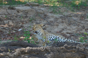 Leopard (Panthera pardus) resting on a fallen tree in South Luangwa National Park, Zambia
