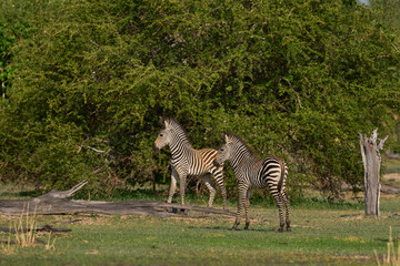 Young Crawshay's zebra (Equus quagga crawshayi) in South Luangwa National Park, Zambia