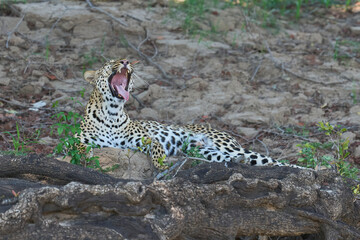 Leopard (Panthera pardus) resting on a fallen tree in South Luangwa National Park, Zambia