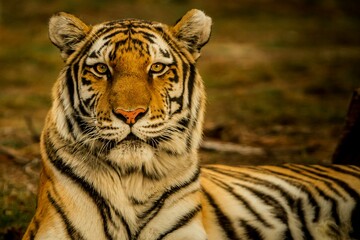 Fototapeta premium Tiger