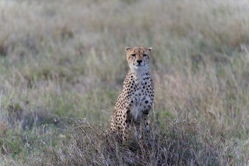 Cheetah in the savannah serengeti