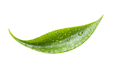 Close-up of a vibrant green leaf, glistening with water droplets.  Detailed texture and shape are clearly visible