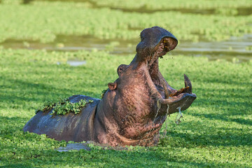 Hippopotamus (Hippopotamus amphibius) in a vegetation covered lagoon in South Luangwa National...