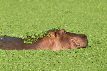 Hippopotamus (Hippopotamus amphibius) in a vegetation covered lagoon in South Luangwa National...