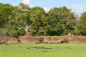 Hippopotamus (Hippopotamus amphibius) in a vegetation covered lagoon in South Luangwa National...