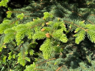 green pine needles