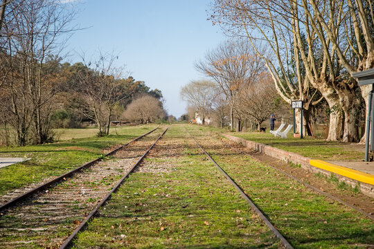 railroad tracks in the forest