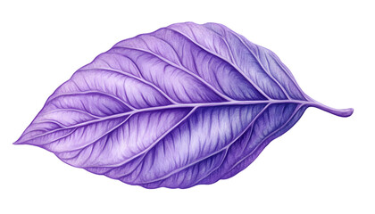 Detailed illustration of a vibrant purple leaf.  Veined structure and gradient hues