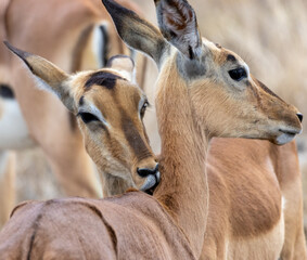 Les impalas se font des bisous dans le cou